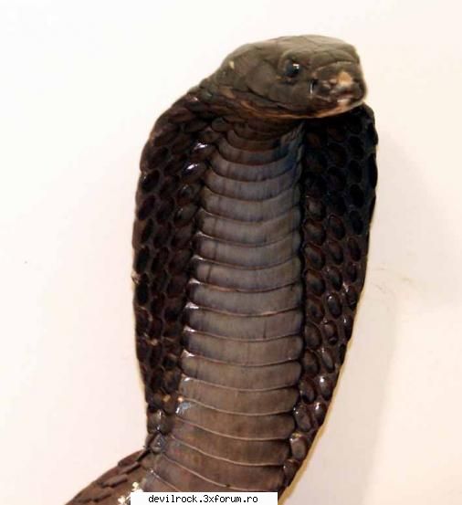 naja haje (cobra africane sunt populate de cobre. in africa traiesc 5 specii de cobre adevarate si