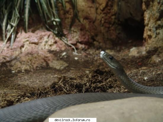 toti serpii veninosi ai africii, bastinasii se tem cel mai tare de cele trei specii de mamba: mamba